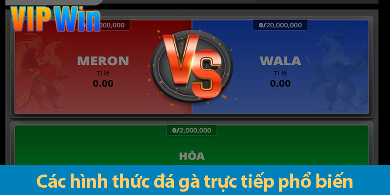 Đá gà trực tiếp - Hướng dẫn chi tiết dành cho người mới bắt đầu