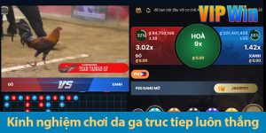 Đá gà trực tiếp - Hướng dẫn chi tiết dành cho người mới bắt đầu